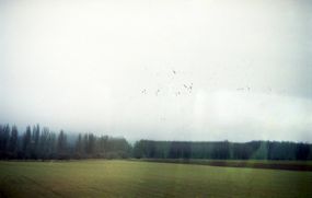 Fotografía analógica de una bandada de pájaros que volaban sobre los campos de castilla. Está tomada desde el interior de un tren en movimiento